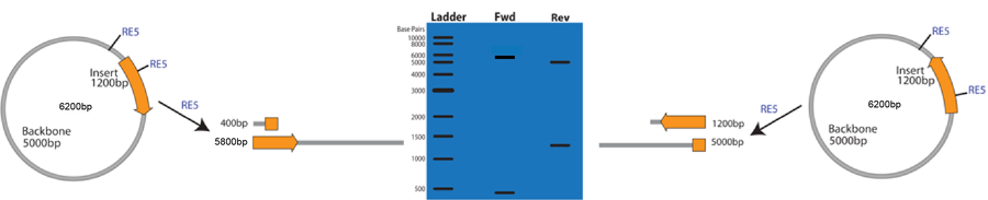 Verifying Insert Orientation