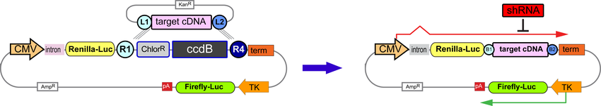 Testing shRNA Efficacy using Dual Luciferase