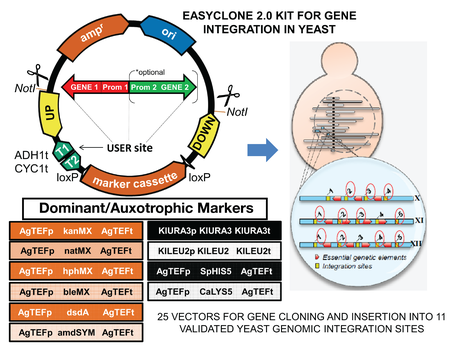 easyClone2Image_Michelle_2016_6_3-01.png