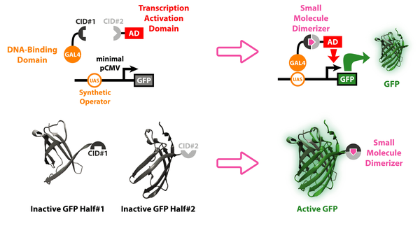 Wong_inducible_split_proteins_optimized.png