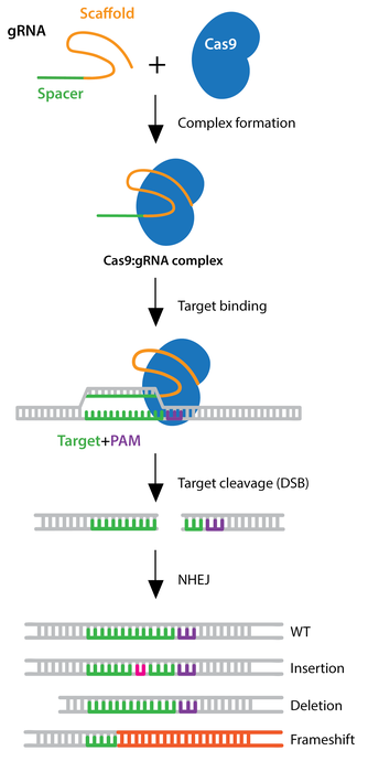 CRISPR Knockout Diagram