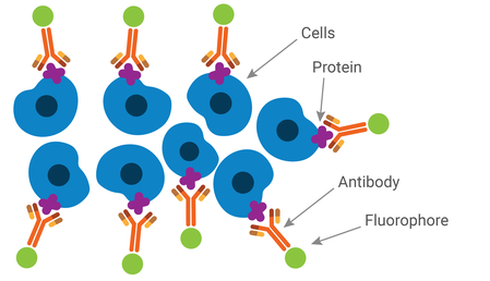 In this example of immunofluorescence, an antibody conjugated with a fluorophore binds to a protein on the cell surface.