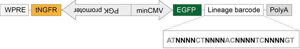 The library comprises a bi-directional promotor (PGK/minCMV) driving expression of two transcripts, a transmembrane reporter (tNGFR) upstream of a woodchuck hepatitis virus post-transcriptional regulatory element (WPRE), and an EGFP mRNA that contains a 16-mer randomized barcode upstream of the poly A tail.