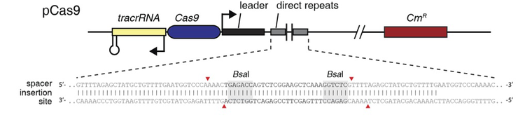 Marraffini Lab pCas9