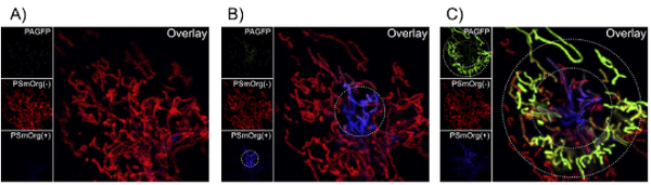 Ramm Lab plasmid immunofluorescent image