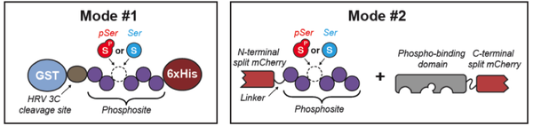 Diagram of mode #1 and mode #2 in the Rinehart Phosphoprotein library