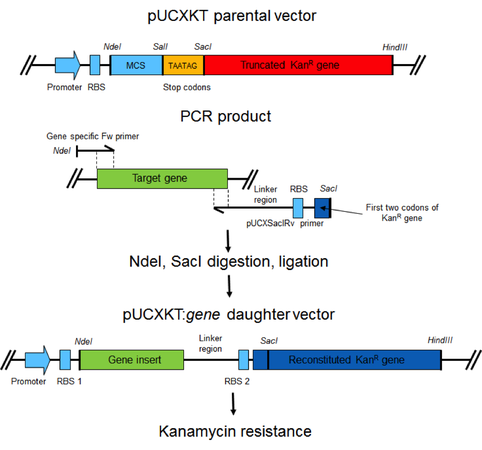 High efficiency cloning diagram