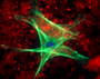 Fluorescent_Cells.jpg