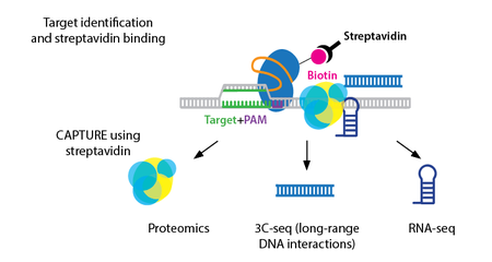 addgene newsletter hot plasmids