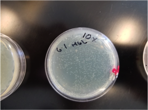 Plate with 1 mg/mL carbenicillin