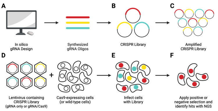Graphic showing the workflow of creating and using a pooled lentiviral library. Step A demonstrates in silco gRNA design and synthesizing the oligos. Steps B and C show circular plasmids with inserts representing the created CRISPR library and amplified CRISPR library. Step D shows the components needed for a library screen- lentivirus containing the CRISPR library, which can contain only the gRNA, or both gRNA and Cas9, and Cas9-expressing or wildtype cells. Step E shows the cell population infected by the lentiviral library. Step F shows the results of the positive or negative selection- a population of cells with hits that will be verified with next-generation sequencing.