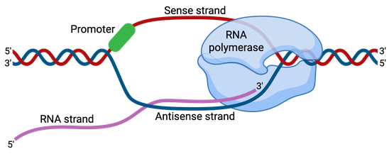 A double-stranded DNA is shown with a portion uncoiled in the middle. The top strand is labeled as the sense strand (5 prime to 3 prime), and the bottom strand is labeled as the antisense strand (3 prime to 5 prime). RNA polymerase is on the 5 prime of the antisense strand,. The new RNA strand is partially annealed with the antisense strand while its 3 prime end originates in the RNA polymerase and its 5 prime end extends free from the DNA.