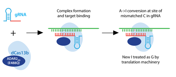 The schematic shows gRNA, with a loop formed and dCas13b bound to ADAR2do (E488Q), forming a complex and binding to single-stranded RNA. An A to I conversion happens at the site of mismatched C in gRNA, with a C-I pair shown. The new I is treated as G by the translation machinery.