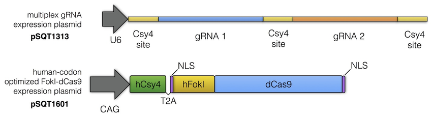 dimeric_CRISPR_RFN_plasmids.jpg