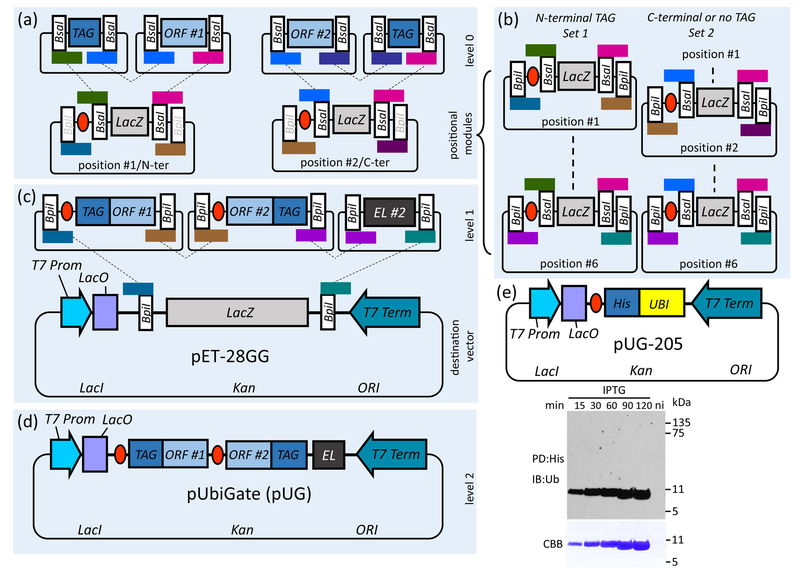 Set1 UbiGate assembly of polycistronic operons for ubiquitination analysis.
