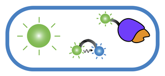 Visualization and Tagging Image