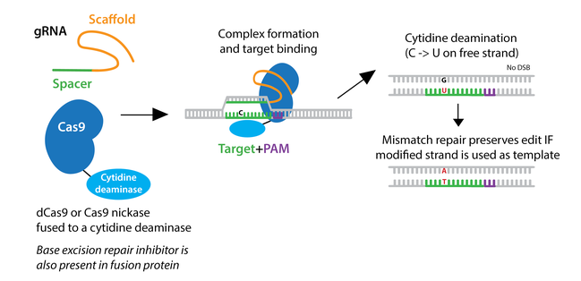 Addgene: CRISPR Guide