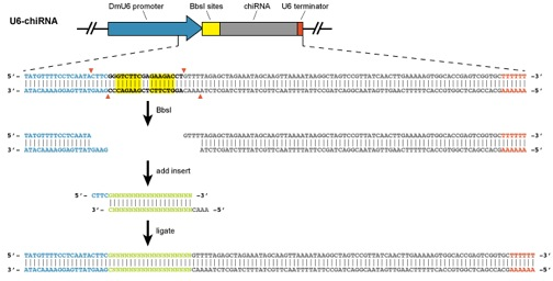 flyCRISPR chiRNA design cartoon