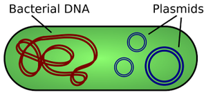 bacterial dna cartoon