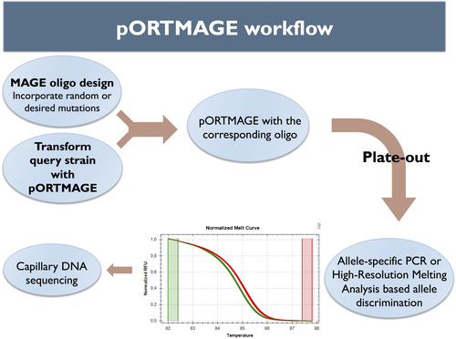 3_11_2016 Portmage Workflow.png