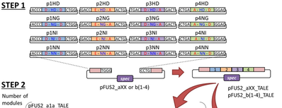 Platinum-Gate-TALEN-Genome-Engineering-System.png