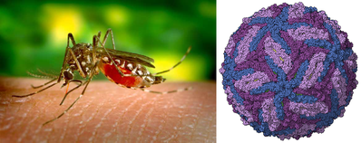 Aedes egypti mosquito and Zika virus capsid