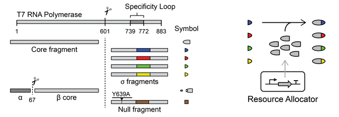 Voigt Lab Fragmented T7 RNAP Plasmids