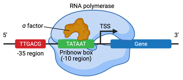 A bacterial promoter is shown 5 prime to 3 prime. The -35 region is shown first, followed downstream by the Pribnow box (-10 region). Next is the transcription start site, followed by the coding region of the gene. A sigma factor is shown bound to the promoter region along with an RNA polymerase.