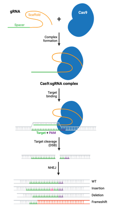 Schematic depicting the NHEJ repair pathway to generate a CRISPR knockout. Image shows complex formation of the gRNA and Cas9, target binding, DSB formation (target cleavage), and DNA repair. Repair of the break by NHEJ joins the ends together with minimal processing and results in insertions, deletions, or frameshift mutations which can lead to the loss of gene functionality.