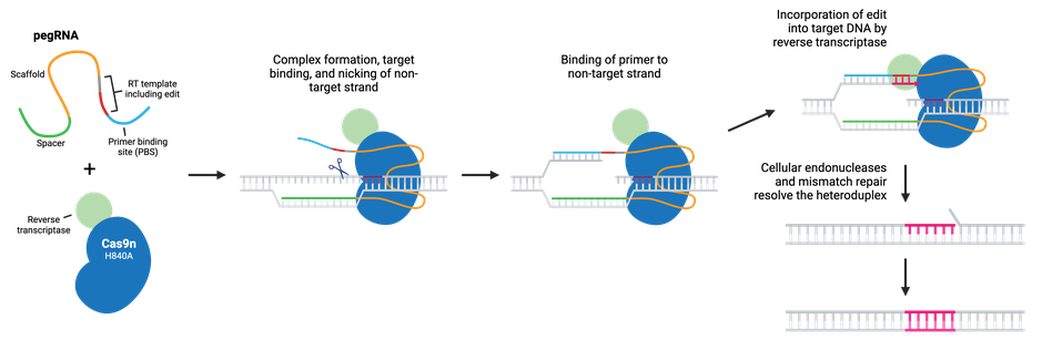 CRISPR prime editing schematic. The parts of the prime editor and pegRNA are indicated. The prime editor consists of a Cas9n H840A nickase fused to a reverse transcriptase (RT), while the pegRNA includes spacer, scaffold, RT template, and primer binding site (PBS) sequences. The desired edit is part of the RT template. In the first step, these components form a complex, bind target DNA, and nick the Cas9 non-target strand. Next, the primer sequence binds the freed non-target strand, and the RT extends it using the RT template, incorporating the edit into target DNA. Finally, the DNA is freed from the prime editing complex, and cellular endonucleases and mismatch repair resolve the heteroduplex.