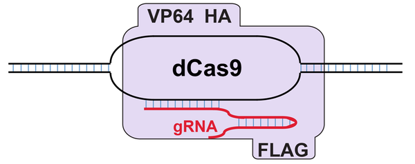 dCas9-VP64-cartoon