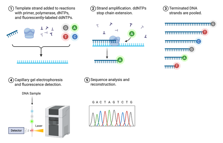 Steps for Sanger sequencing accompanied by cartoon depictions of each step. Step one, template strand added to reactions with primer, polymerase, dNTPs, and fluorescently-labeled ddNTPs. Step two, strand amplification. ddNTPs stop chain extension. Step three, terminated DNA strands are pooled. Step four, capillary gel electrophoresis and fluorescence detection. Step five, sequence analysis and reconstruction.