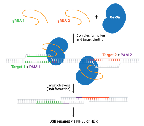 A schematic of Cas9n used to create DSB. gRNA and gRNA2 are added to Cas9n. An arrow indicates complex formation and target binding. Two Cas9n and gRNAs are bound to a length of double-stranded DNA, one to Target 1 and PAM 1, one to Target 2 and PAM 2, which is ~12 bases away from PAM 1. An arrow indicates Target cleavage and DSB formation. The double-stranded DNA, no longer bound by Cas9n complexes, shows three bases missing on the 5' strand on Target 1, next to the PAM 1 site, and 3 bases missing on the 3' strand on Target 2, next to the PAM 2 site. An arrow indicates DSB repaired via NHEJ or HDR.