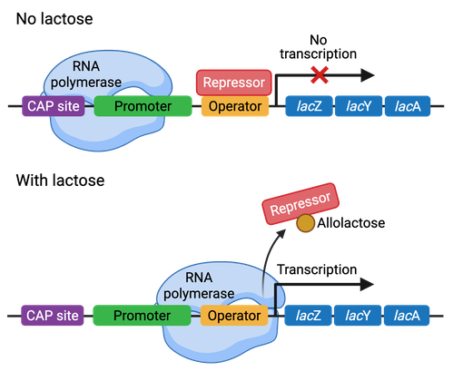 The top of the figure shows a lac operon with no lactose. The operon is composed of a CAP site, followed by the promoter, then an operator, then three lac genes (lacZ, lacY, and lacA). The RNA polymerase is bound between the CAP site and promoter. A repressor is bound at the operator, which blocks transcription. The bottom half of the figure shows the same operon, now with lactose. Allolactose binds the repressor, which is released from the operator. The RNA polymerase can then move towards the operator to start transcription.