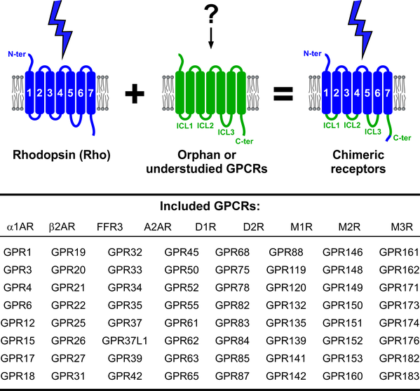 Janovjak_Lab_GPCRs