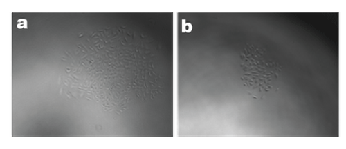 Monoclonal colonies
