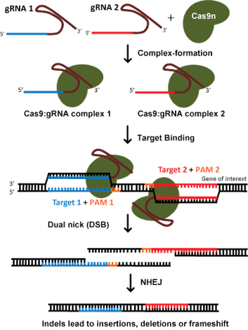 Diagram of CRISPR knockout via nickase