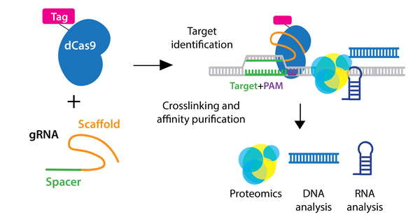 Addgene: CRISPR Guide