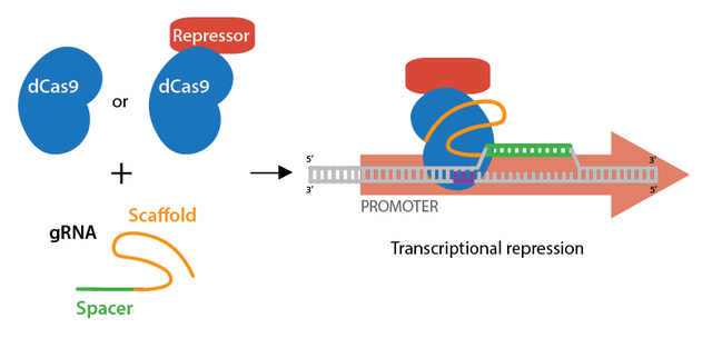 dCas9 is shown without a repressor or bound to a repressor. Addition of a gRNA allows the dCas9 to be bound to a target sequence, often located within a promoter region. This binding prevents transcription of the gene.