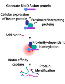 BioID-model.jpg