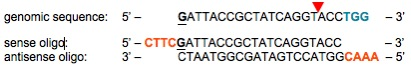 lyCRISPR sequence cartoon