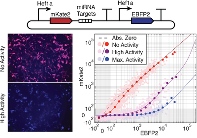 Weiss Lab miRNA image