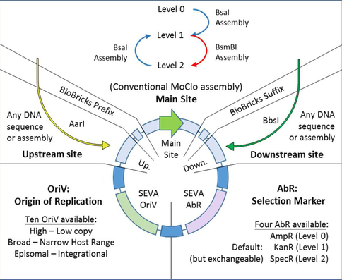 Joint Universal Modular Plasmids