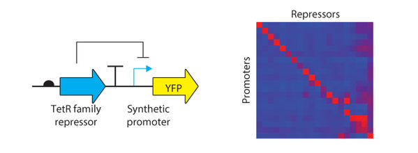 Voigt Lab Repressors for Orthogonal Logic Gates