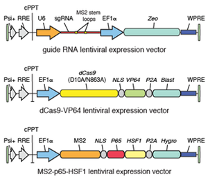 cartoon of sam library plasmids