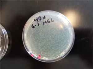Plate with 4 mg/mL carbenicillin