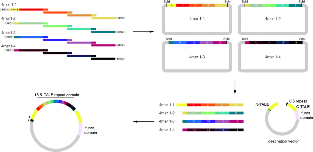 Figure_Overview_STAR_reaction.jpeg