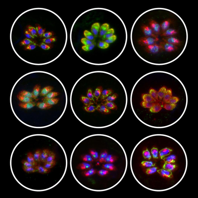 T. gondii fluorescence