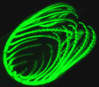 Bomati Deheyn bfloGFPa1 and bfloGFPc1a.JPG
