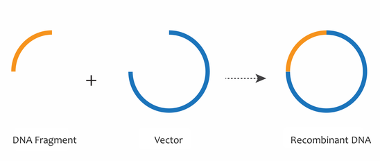 A short DNA fragment (arc) is added to a cut vector (open circle) to create a circular recombinant DNA plasmid.